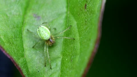Cucumber Green Spider or Cucumber Green Orb Spider - Araniella cucurbitina Stock Footage 138936050