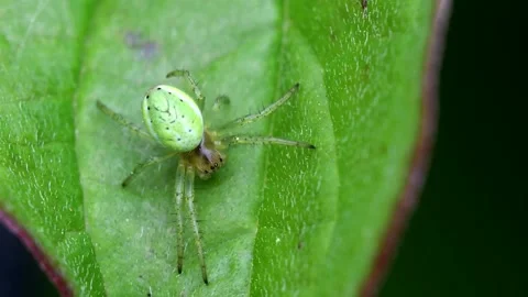Cucumber Green Spider or Cucumber Green Orb Spider - Araniella cucurbitina Stock Footage 138936070