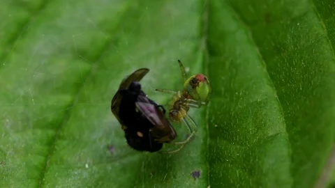 Cucumber Green Spider or Cucumber Green Orb Spider - Araniella cucurbitina Видео 138936120