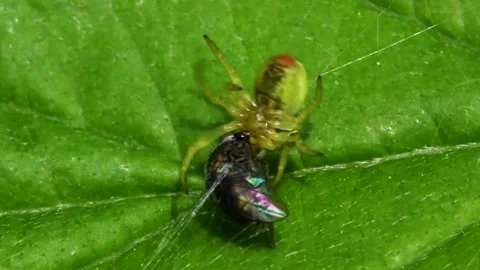 Cucumber Green Spider or Cucumber Green Orb Spider - Araniella cucurbitina Видео 138936353