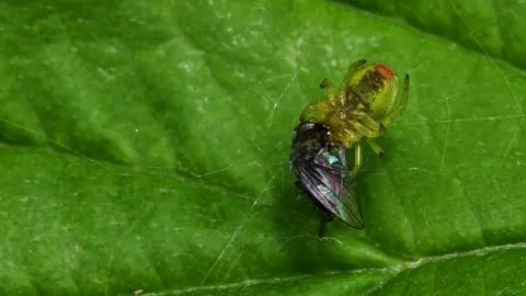 Cucumber Green Spider or Cucumber Green Orb Spider - Araniella cucurbitina Video stock 138936431