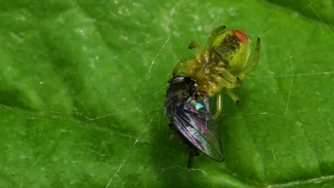 Cucumber Green Spider or Cucumber Green Orb Spider - Araniella cucurbitina Stock-Footage 138936454