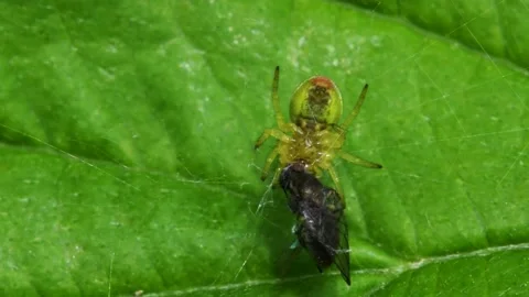 Cucumber Green Spider or Cucumber Green Orb Spider - Araniella cucurbitina Stock-Footage 138936472