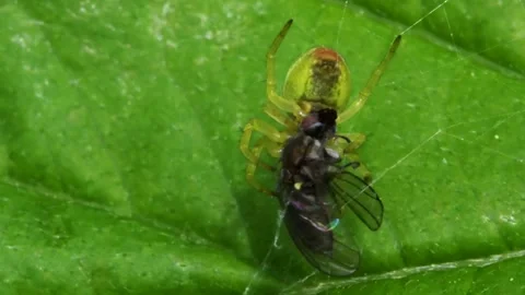 Cucumber Green Spider or Cucumber Green Orb Spider - Araniella cucurbitina Stock Footage 138936586