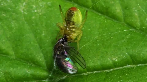 Cucumber Green Spider or Cucumber Green Orb Spider - Araniella cucurbitina Stock Footage 138936839