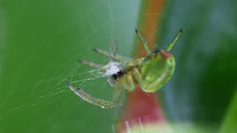 Cucumber Green Spider or Cucumber Green Orb Spider - Araniella cucurbitina Stock Footage 138936866