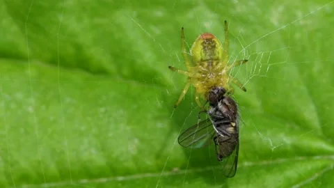 Cucumber Green Spider or Cucumber Green Orb Spider, Araniella cucurbitina Видео 147860892