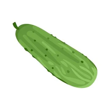 Cucumber green vegetable isolated vector color Stock Illustration