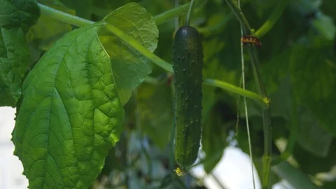 Cucumber in greenhouse 2 스톡 동영상 93794996