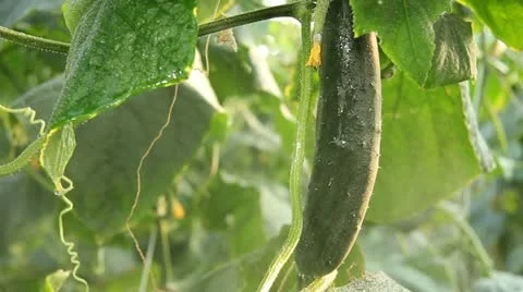 Cucumber in a greenhouse Stock Footage 12134890