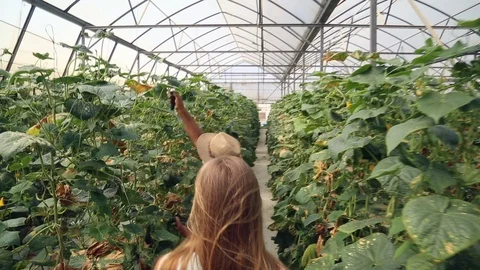 Cucumber in the greenhouse Stock Footage 92739439