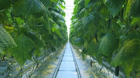 Cucumber in greenhouse Video stock 93792732