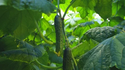 Cucumber in greenhouse Video stock 93797885