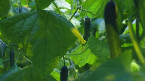Cucumber in greenhouse 스톡 동영상 93798077