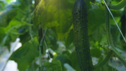 Cucumber in greenhouse Stock-Footage 93798091