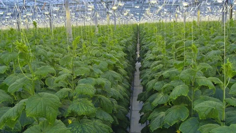 Cucumber in greenhouse Stock-Footage 93798323