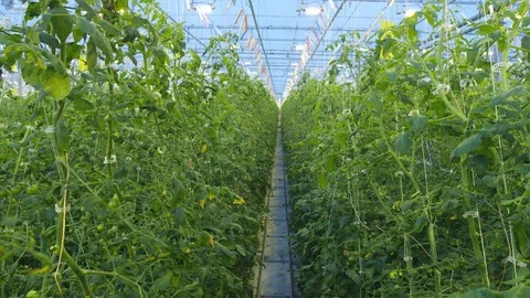 Cucumber in greenhouse Vídeo Stock 93799644