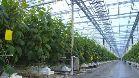 Cucumber in greenhouse 動画素材 93805880