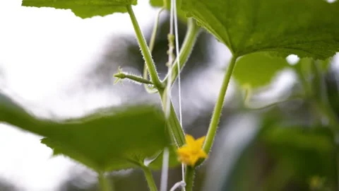 Cucumber grow in the garden Stock Footage 151193053