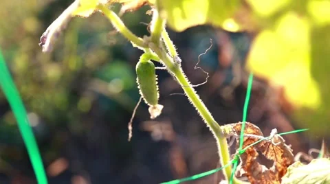 Cucumber growing in the garden Stock Footage 55885198