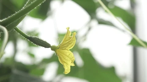 Cucumber growing in garden Stock Footage 94200180