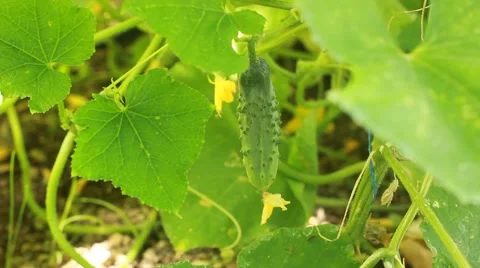 Cucumber growing in the vegetable garden Vídeos de archivo 45576516