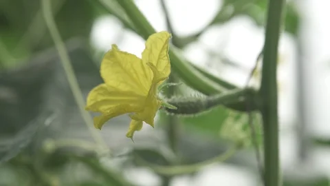 Cucumber growing in the vegetable garden Stock Footage 94199759