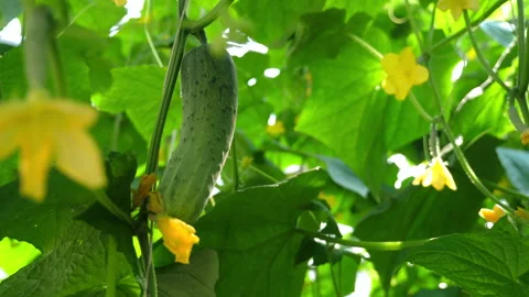 Cucumber growing on vine among lush green leaves and yellow flowers in Video stock 280587256
