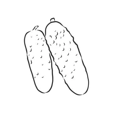 Cucumber hand drawn vector set. Isolated cucumber, sliced pieces and plant. V Stock Illustration