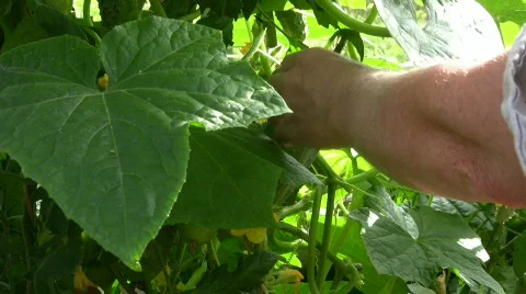 Cucumber harvest 動画素材 492159