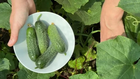 Cucumber Harvest Stock Footage 311657965
