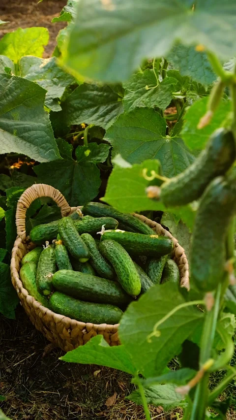 Cucumber harvest in the garden. Selective focus. Stock Footage 319840714