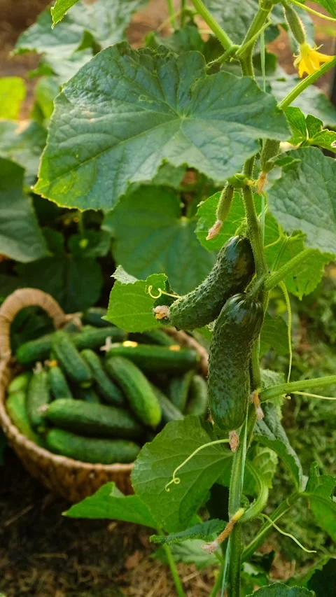 Cucumber harvest in the garden. Selective focus. Stock Footage 319840727