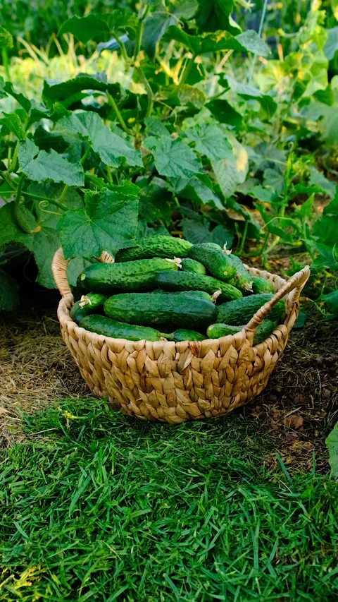 Cucumber harvest in the garden. Selective focus. Stock Footage 319841124