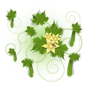 Cucumber Stock Illustration