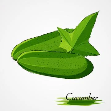 Cucumber Stock Illustration