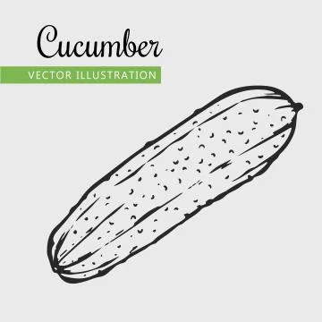 Cucumber Stock Illustration