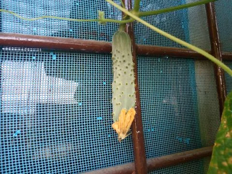 Cucumber infromt of window Stock Photos