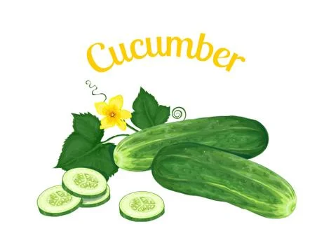 Cucumber. Isolated objects Stock Illustration