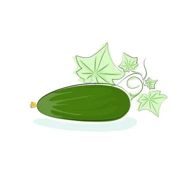 Cucumber Isolated on White Background 스톡 일러스트