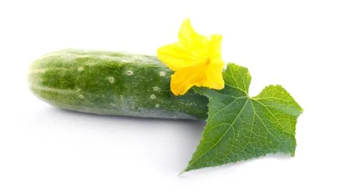 Cucumber an isolated on white background Stock Photos