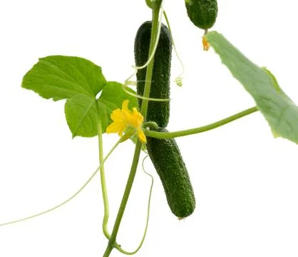 Cucumber isolated on white. Stock Photos
