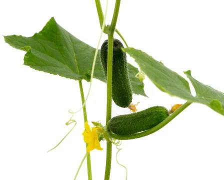 Cucumber isolated on white. Stock Photos