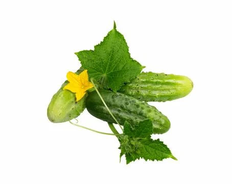 Cucumber isolated on white. Stock Photos