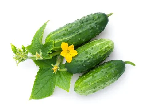 Cucumber With Leaf And Flower White Isolated Stock Photos