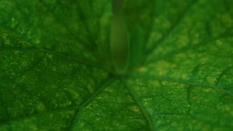 Cucumber leaf macro close up Stock Footage 159755654