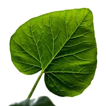 Cucumber leaf Stock Photos