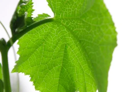 Cucumber leaf Stock Photos