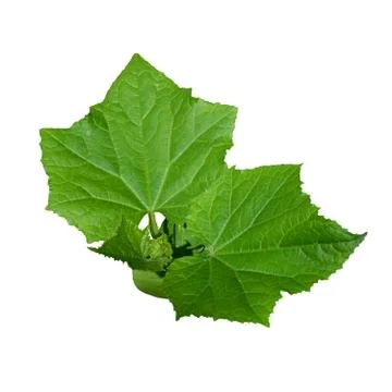Cucumber leaf on a white background. Stock Illustration