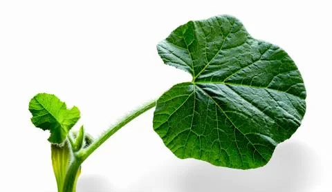 Cucumber leafs Foto stock